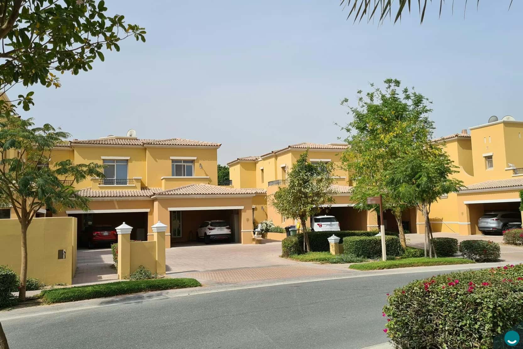 Palmiera 2